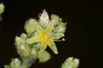 Longleaf buckwheat